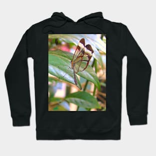 Glass Wings Hoodie